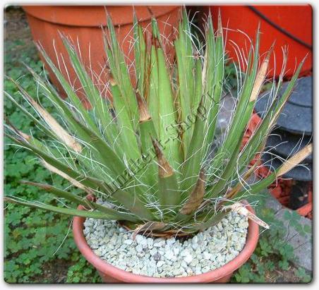 Agave schidigera