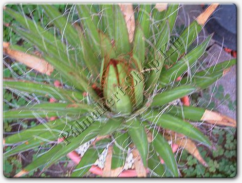 Agave schidigera