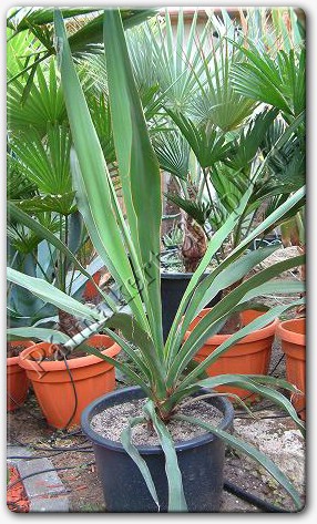 Yucca schottii