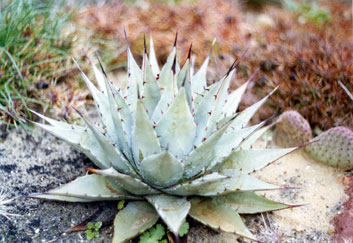 Agave parry