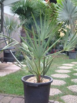 Copernicia alba