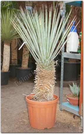 Yucca rigida