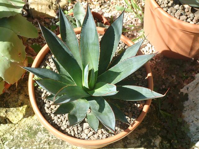 Agave ocahui 