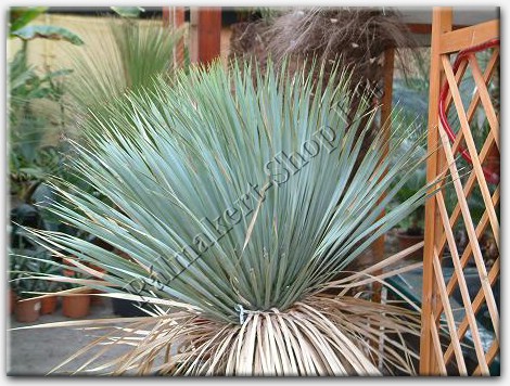Yucca rostrata