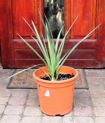 Yucca filifera, 60cm