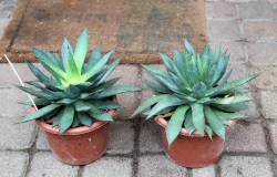 Agave_angustifol_51deea709aaa5.jpg