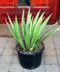 Agave_Parrasana_533d8238d83d7.jpg