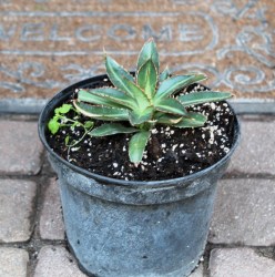 Agave_parryi_51cc36f1785bf.jpg