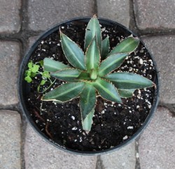 Agave_parryi_51cc36f1785bf.jpg