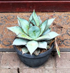 Agave titanota