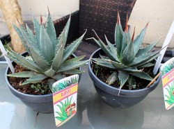Agave utahensis
