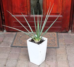 Yucca torreyi