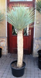 Yucca_rostrata___526d3afbe348c.jpg