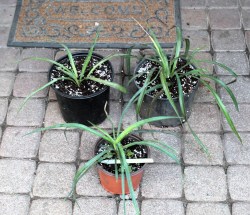 Yucca aloifolia purpurea