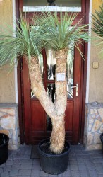 Yucca rostrata, 210cm, 2 fejű
