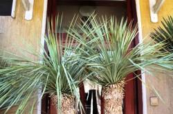 Yucca rostrata, 210cm, 2 fejű