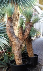 Yucca rostrata 175cm, 4 fejű