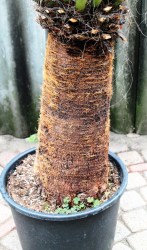 Yucca_faxoniana__51a60b02e4d1a.jpg