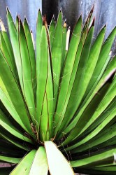 Yucca_faxoniana__51a60b02e4d1a.jpg