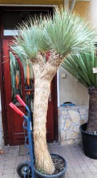 Yucca rostrata 210cm, 3 fejű