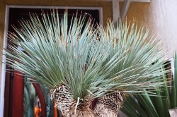 Yucca rostrata 210cm, 3 fejű