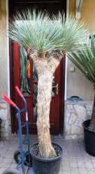 Yucca rostrata 210cm, 3 fejű