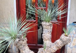 Yucca rostrata 130cm, 5 fejű
