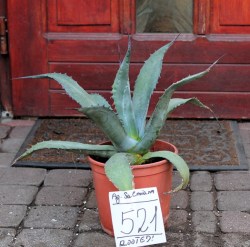 Agave salmiana
