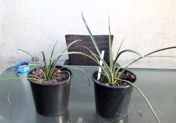 Yucca filifera