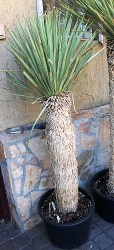 Yucca_rostrata___526d397ae2b3d.jpg