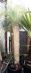 IMG_8661