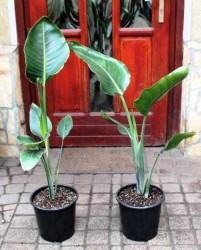 Strelitzia nicolai