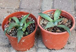 Agave_ferox__20c_5137089161381.jpg