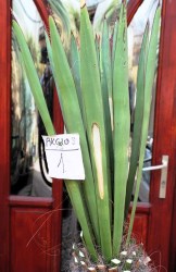 Yucca_faxoniana__51a609dbf26dd.jpg