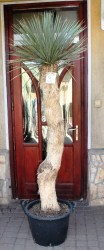 Yucca rostrata, akciós 3