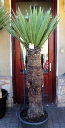 Yucca_faxoniana__51a609dbf26dd.jpg