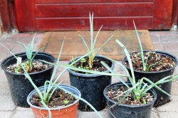 Yucca_torreyi_19_53a9b3946f9e6.jpg