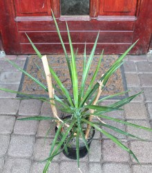 Yucca aloifolia X elata hibrid