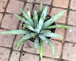 Agave macrocantha