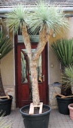 Yucca rostrata 295cm, 4 fejű