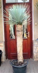 Yucca rostrata 190cm