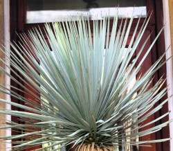 Yucca rostrata 190cm