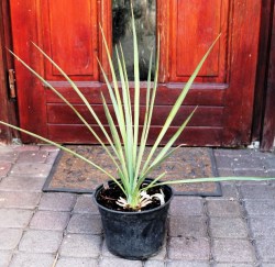 Yucca aloifolia X stricta hibrid