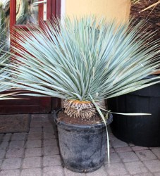 Yucca rostrata, 90cm