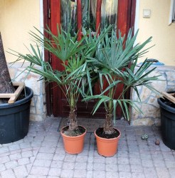 Trachycarpus_for_531c960320a01.jpg