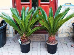 Cycas revoluta 90cm