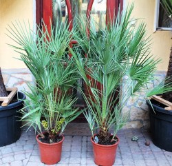 Trachycarpus_for_531c960320a01.jpg