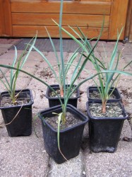 Yucca_bailey_X_t_51deec6778515.jpg