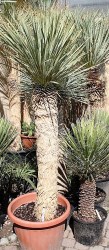 Yucca_rostrata___526d3afbe348c.jpg
