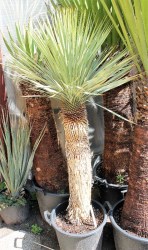 Yucca_rostrata___526d3bc9b3762.jpg